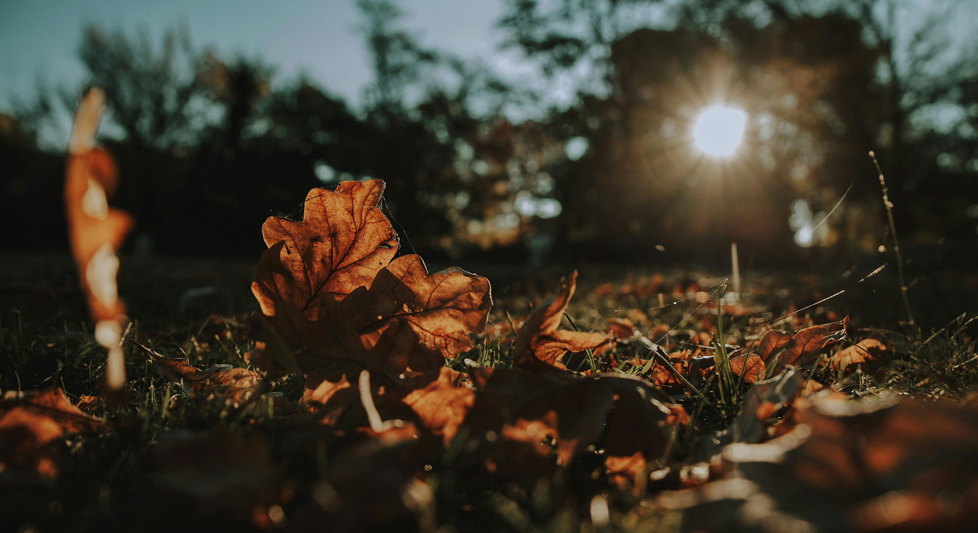 Herbstlaub im Gegenlicht der tiefstehenden Sonne